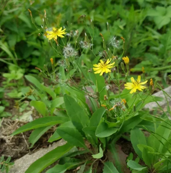 씀바귀 Ixeris dentata Seeds