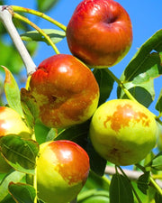 대추나무 Jujube Tree Live Plant, 9 to 14 Inches in Tall Potted Dormant in Winter