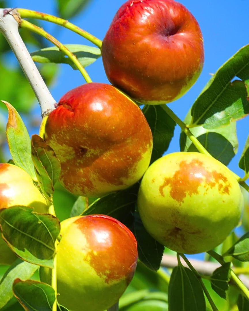 대추나무 Jujube Tree Live Plant, 9 to 14 Inches in Tall Potted Dormant in Winter