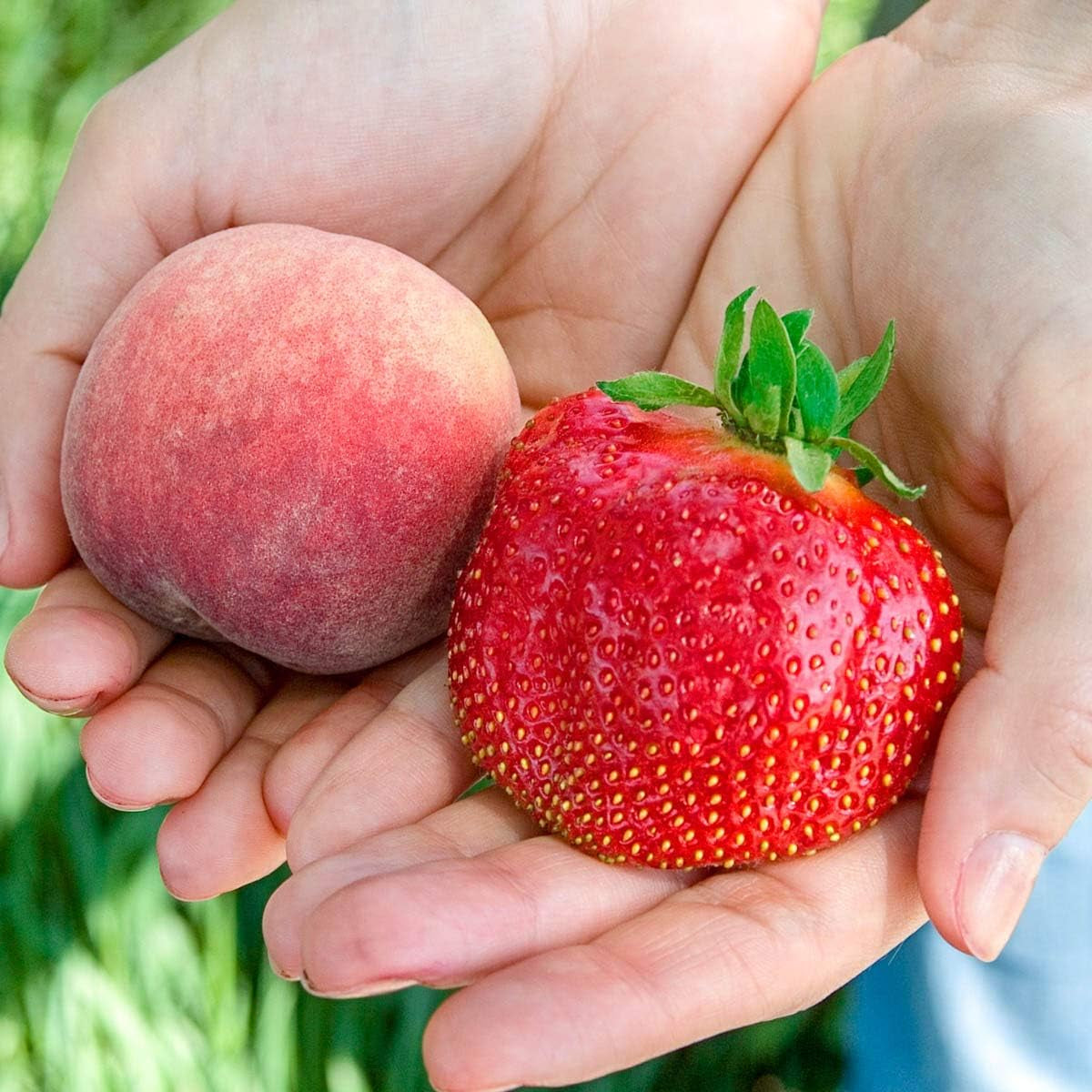딸기나무 Strawberry Plants - One of the Largest Strawberries You Will Find - Each Offer Includes 10 Bare Root Plants