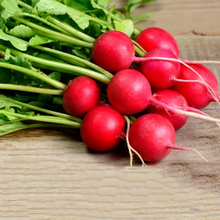 20일무 적환무 방울무 씨앗 Radish Seeds