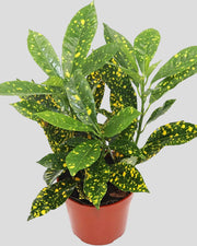 Gold Dust Croton - 4'' from California Tropicals