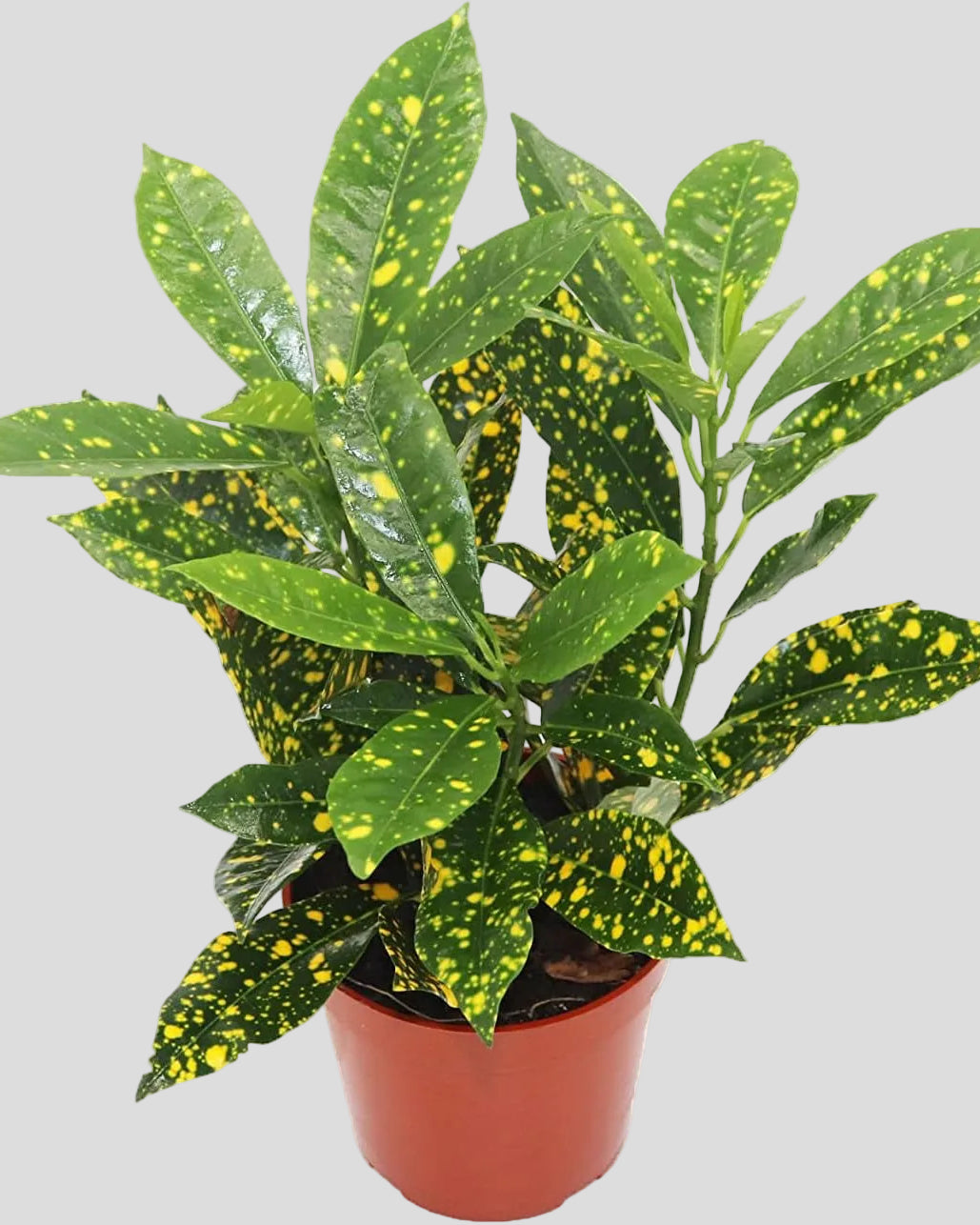 Gold Dust Croton - 4'' from California Tropicals