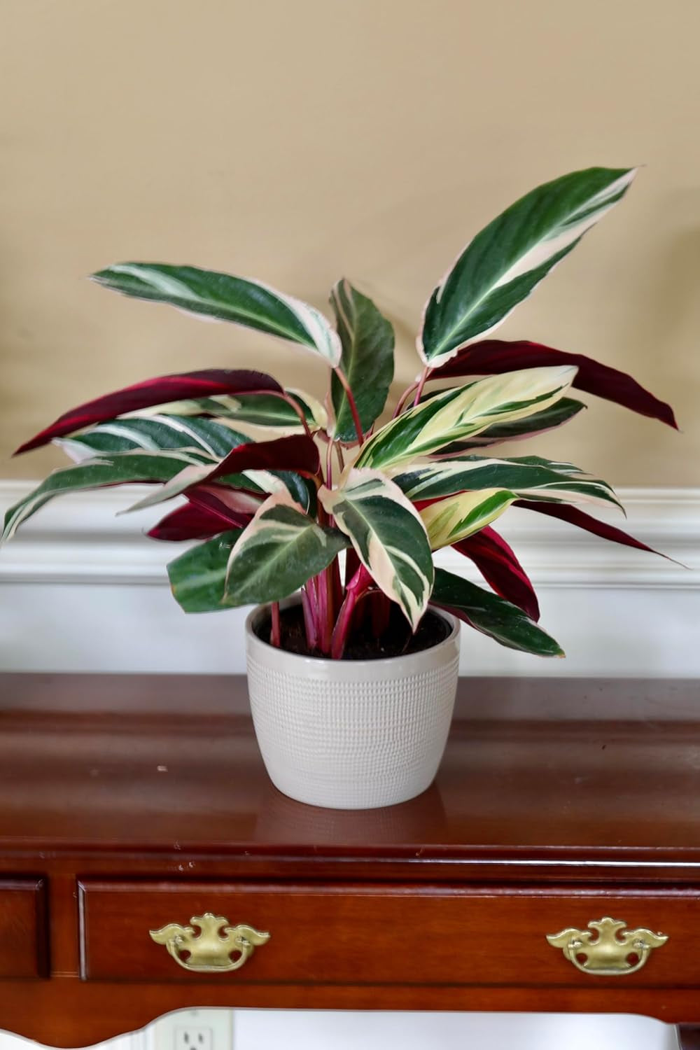 PLANTVERS Stromanthe Triostar in 4Inch Nursery Pot - Low Light Indoor Plants - Air Purifying Houseplants - Tall Sanguinea Plants - Office Plants