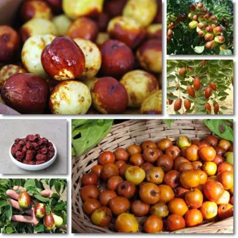 대추나무 Jujube Tree Live Plant, 9 to 14 Inches in Tall Potted Dormant in Winter