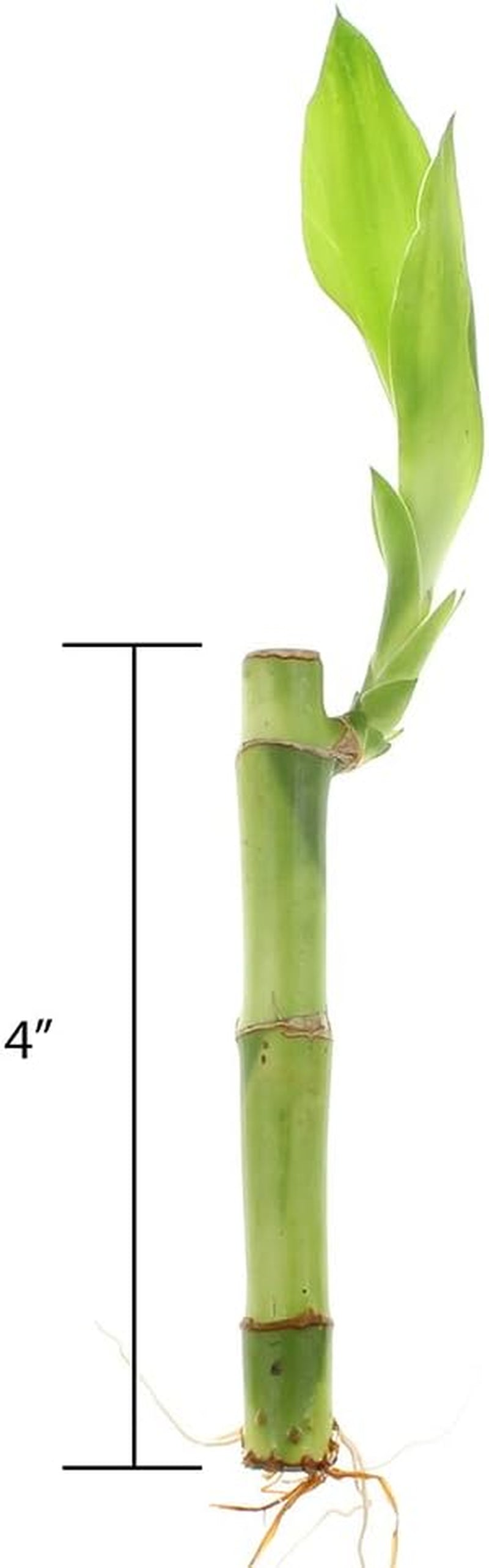 NW Wholesaler - Live Lucky Bamboo 4" Straight Stalks and Bottle of Super Green Fertilizer -, Feng Shui Plant, Indoor Lucky Plant