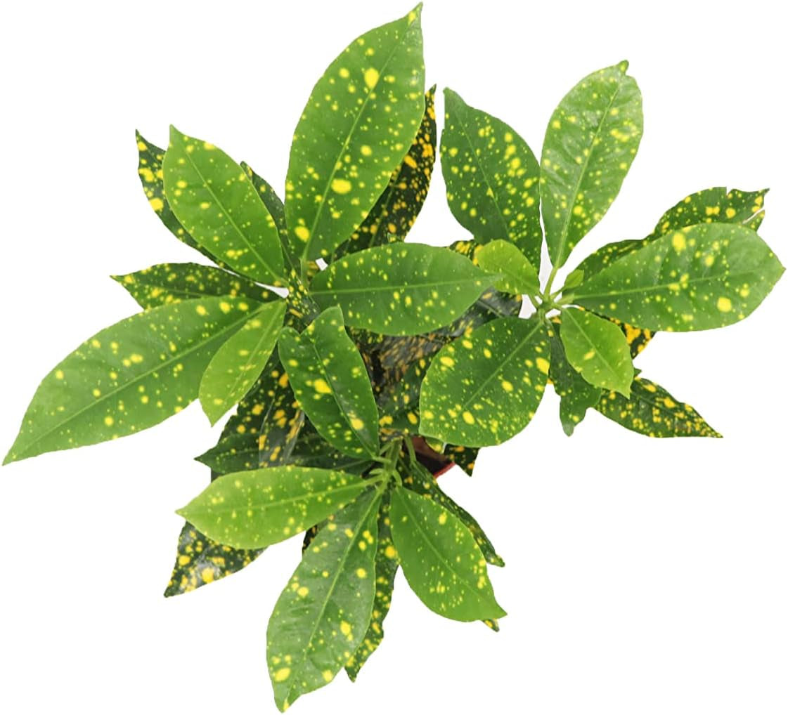 Gold Dust Croton - 4'' from California Tropicals