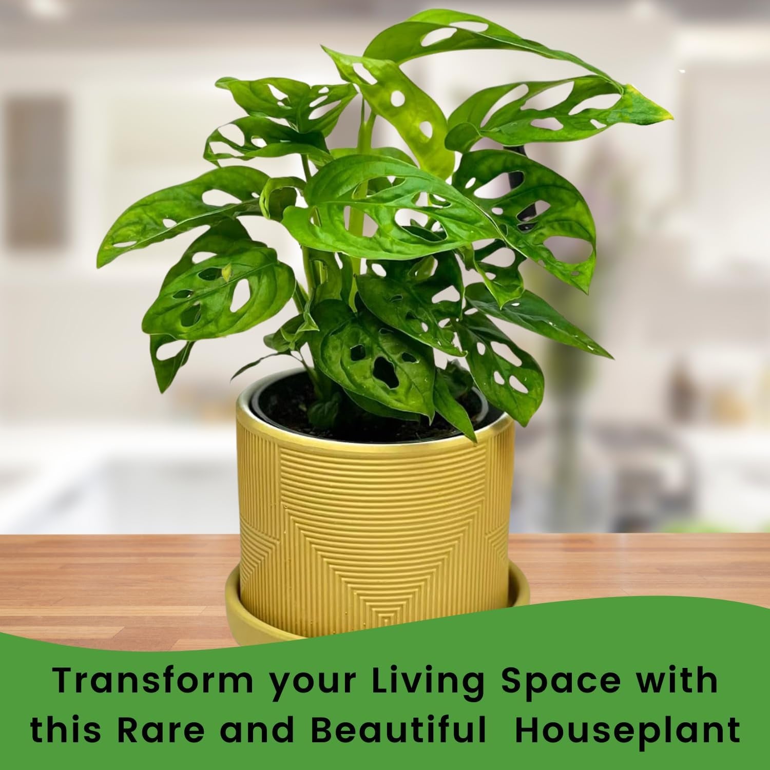Monstera Adansonii Swiss Cheese Plant Live in 4Inch Pot - Split Leaf Fenestrated Live Indoor Houseplants for Home Office Wedding Decorations & Birthday Gift 