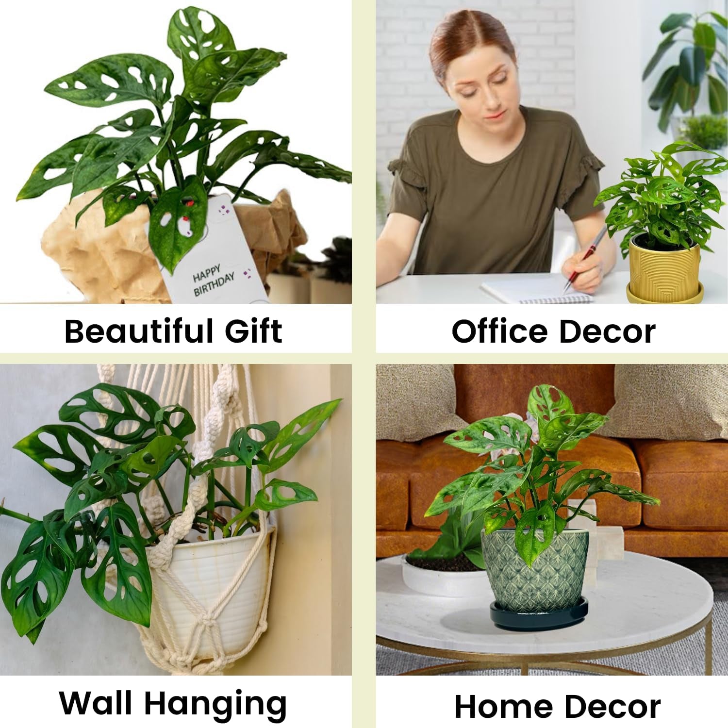 Monstera Adansonii Swiss Cheese Plant Live in 4Inch Pot - Split Leaf Fenestrated Live Indoor Houseplants for Home Office Wedding Decorations & Birthday Gift 