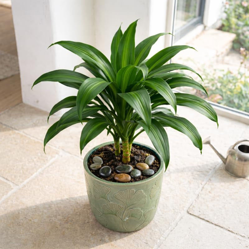 Fragrans Dracaena Plant Live Fragrans, 4 Inch Pot Indoor House Plants Live, Low Maintenance, Decorative Foliage for Home, Office or Garden