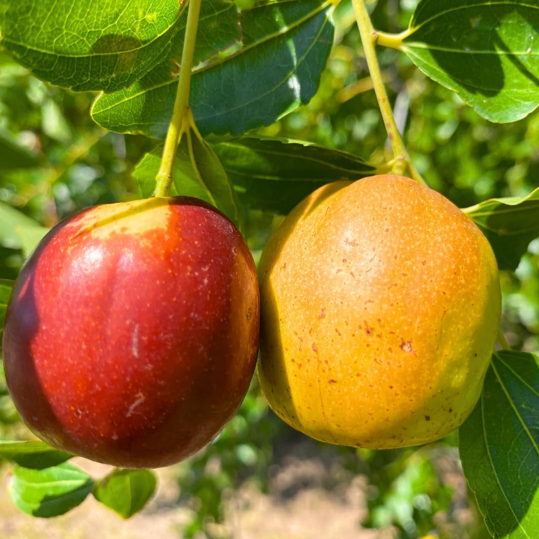 대추나무 Jujube Tree Live Plant, 9 to 14 Inches in Tall Potted Dormant in Winter