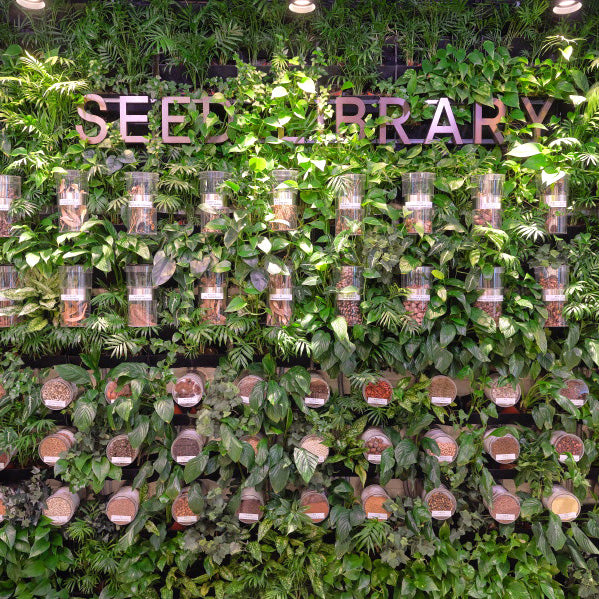 모듬상추 씨앗 Lettuce Collection Seeds